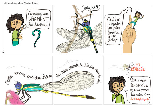 BD Protéger les libellules